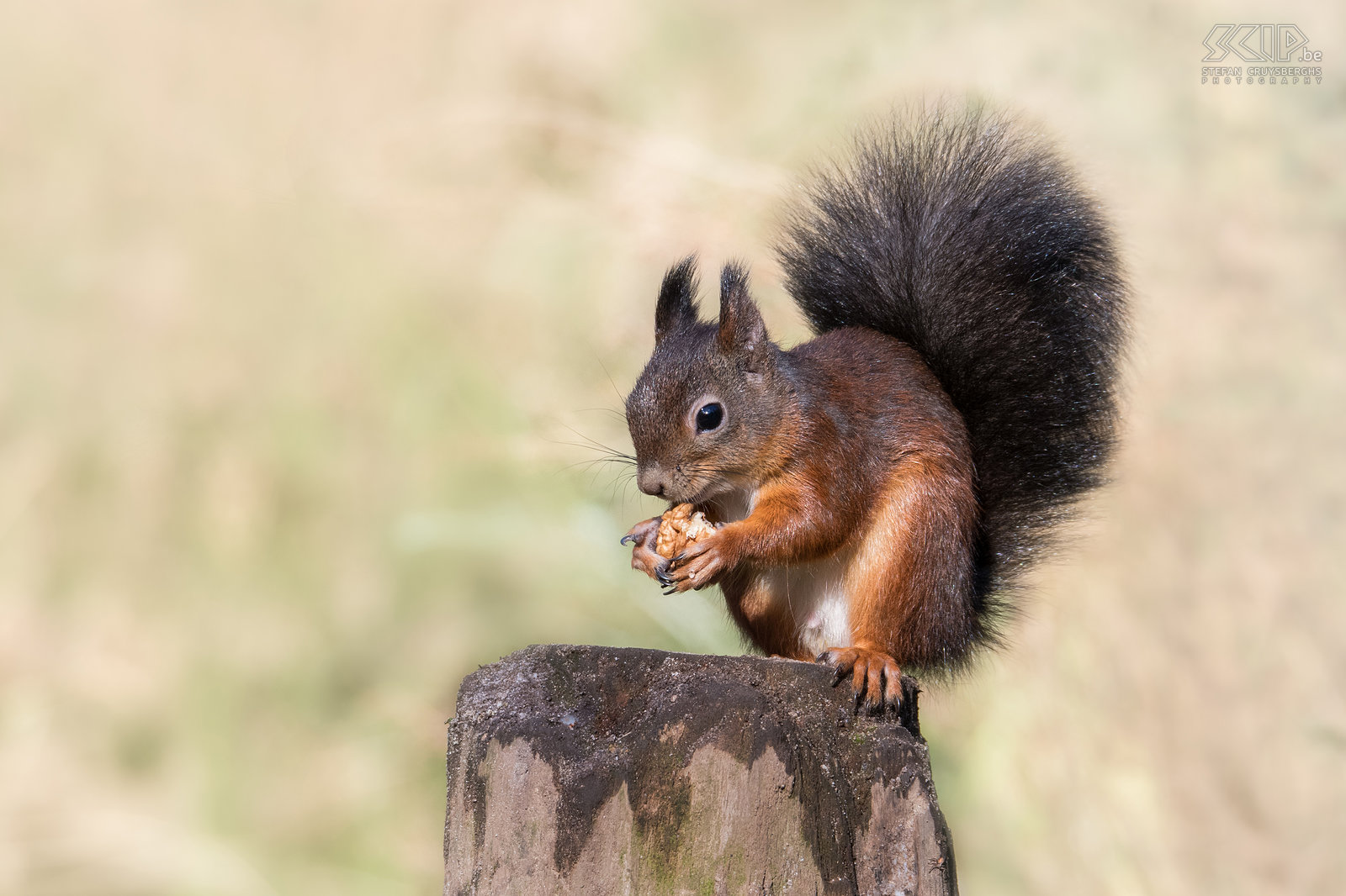 Red squirrel with black tail The most common squirrel in Western Europe is the red squirrel (Sciurus vulgaris) but their color can vary from reddish brown to gray or black. The lower abdomen is white. Stefan Cruysberghs
